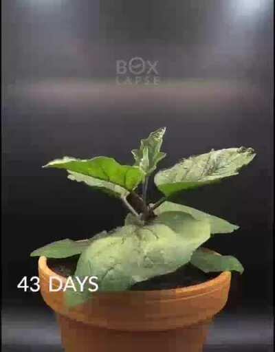 Time-lapse of an eggplant growing