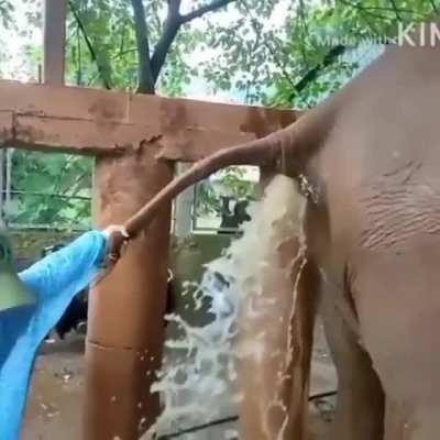 Elephant faeces explodes in vets face as he treats constipation