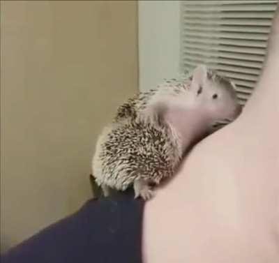 Hedgehog scratches butt