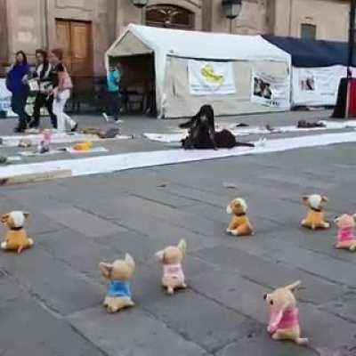 People in Mexico placed toys for stray dogs who have never had one.