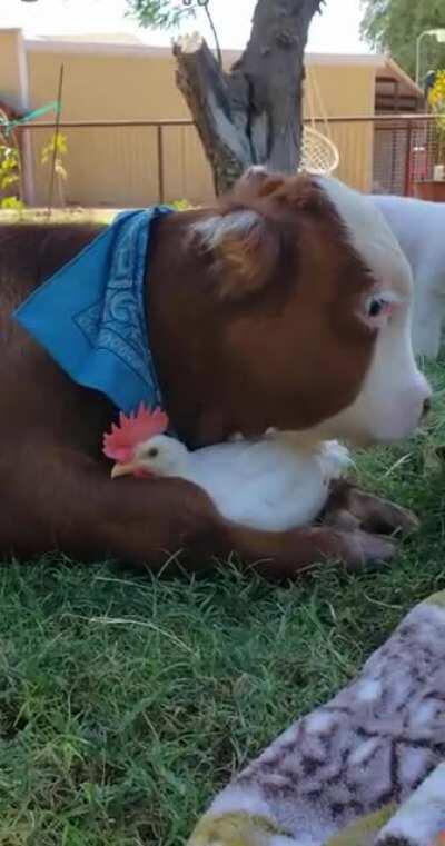 Eternal friendship of a bull and a chicken