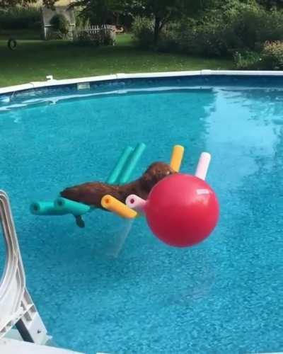 Just a dog, chilling in a pool.