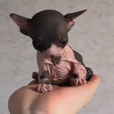 Sphynx kitten