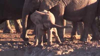 🔥 A baby elephant testing out their trunk for the first time 🔥