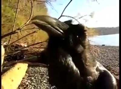 A Raven speaks to the Cameraman. 