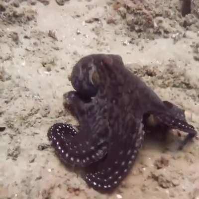 🔥 This is how Octopuses use camouflage in the wild.