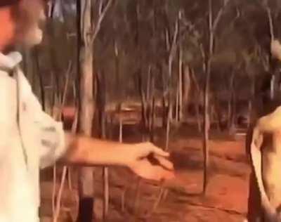 How to defend yourself against kangaroo