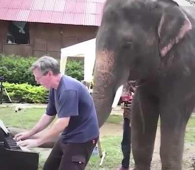 Elephants goofing around