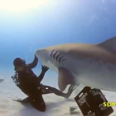 A diver spins a tiger shark on his hand