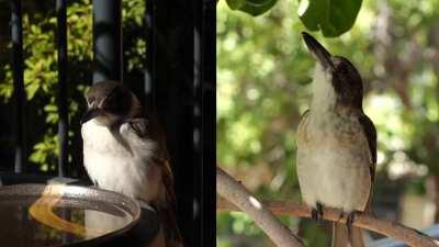 The calls of two young Grey Butcherbirds