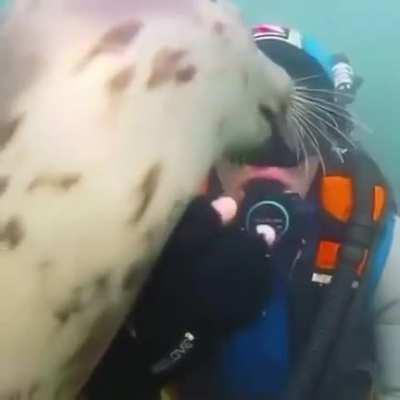 Seals really are puppies of the sea 😍🐶