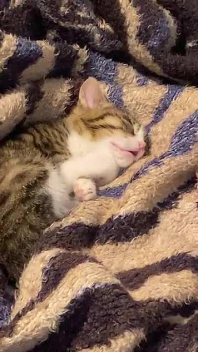 Found this little guy in the streets near my house being cold and alone. Fed him, cleaned him up and now he is having the nap of his life lol! 😴😽