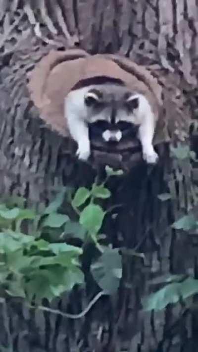 A raccoon having an existential crisis