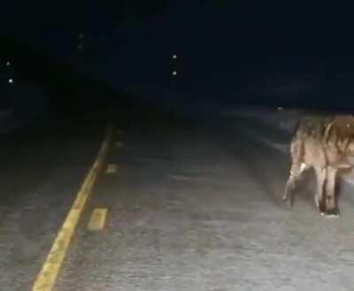 An absolutely massive wolf spotted in Alaska