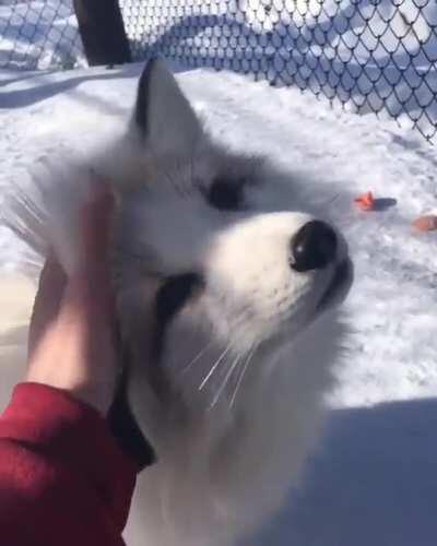 adorable winter floof