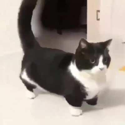 Blursed_cat