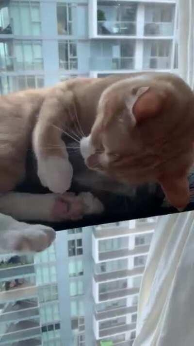 Holding onto that catnip for dear life! @nationalpekoegraphic