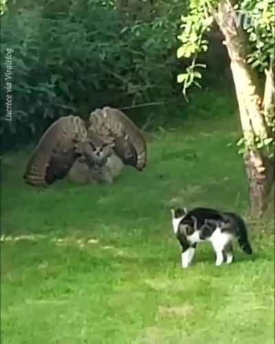 Owl warning a cat to stay away