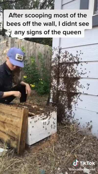 the bee lady scooping more bees (but explains how she does it)