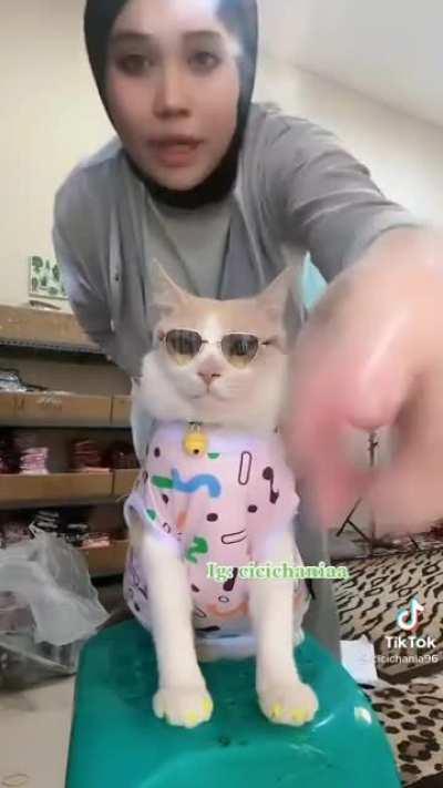 Cat working as a model for cat dress