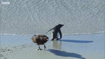 Steamer Ducks Save A Penguin Chick From Caracaras