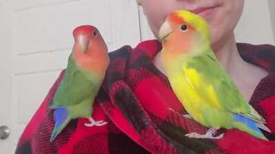 Having a chat with Peaches and Mango