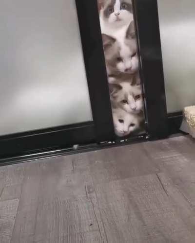 A stack of curious kitties