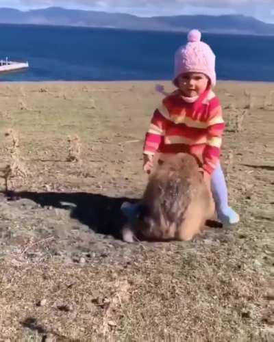 Wombat with a little girl😍