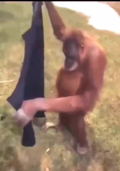 chimpanzee steals a man's sweater to wear