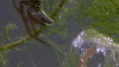 A female diving bell spiders constructs her underwater home. Diving bell spiders are the only known species of spider to spend their entire life underwater!