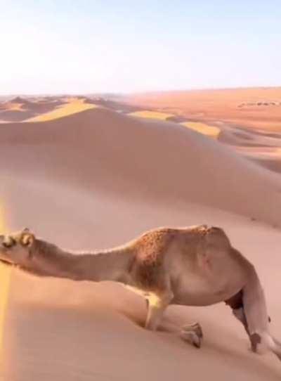 How Camels climb steep sand dunes