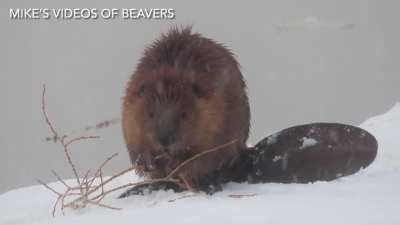 It’s snowing on April 18 in Saskatoon, Saskatchewan, but this beaver DGAF!