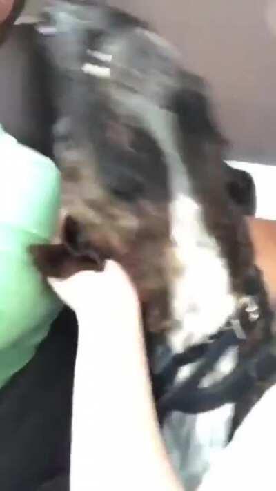 Car anxiety + Ear rub