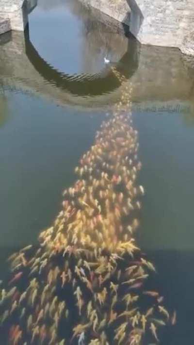 School of fish following a single duck