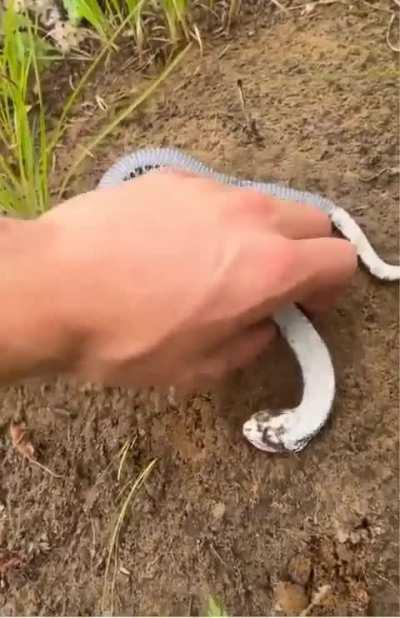 A snake fakes death to avoid predation