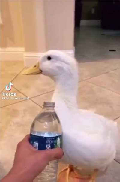 Look inside the water bottle duck