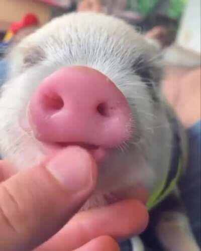 Piggie schlips