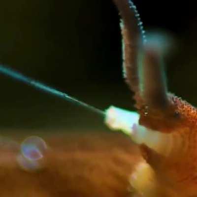 🔥 Velvet Worms use slime as a weapon, they squirt a sticky quick hardening slime from a pair of glands on their heads. After the prey is snared, the worm bites into it, injecting digestive saliva that helps liquify the insides for easier snacking.