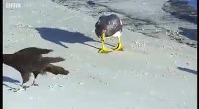 🔥 Ducks rescued a penguin that was being hunted by falcons