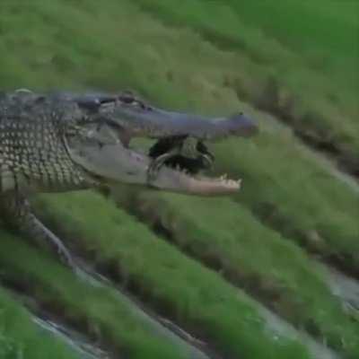 Gator vs. Golf