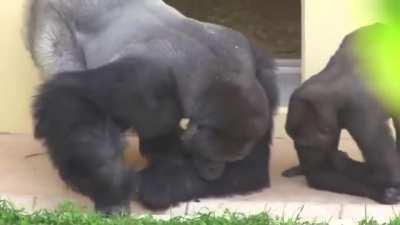 A gorilla and his son watching a caterpillar