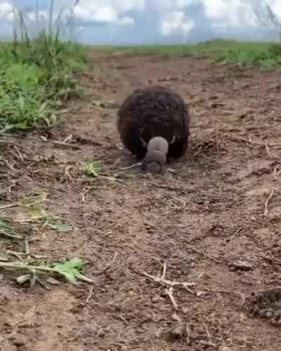 🔥 The strongest insects in the world are dung beetles. They are capable of pushing a weight more than 1,000 times their own. It's as if the average person could lift 80 tons.