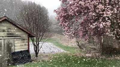 🔥 April snow with magnolia, Deerfield, MA