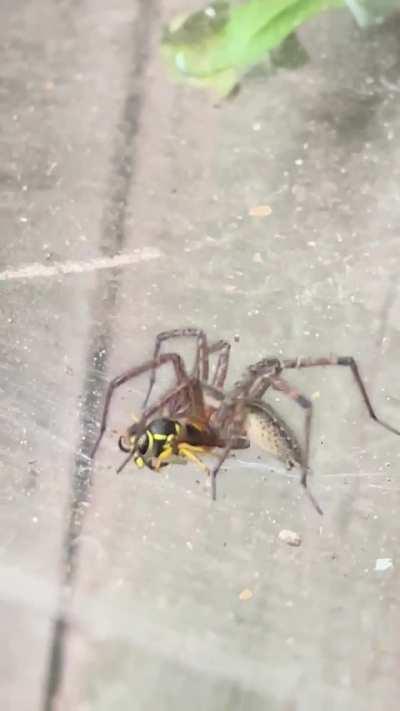 What kind of spider is this at my job site?