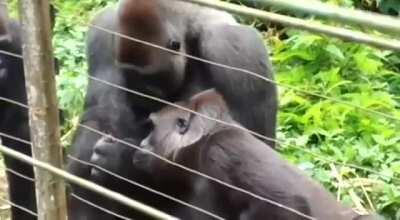 Bobo the Silverback petting his tiny friend he found in the forest: the bush baby