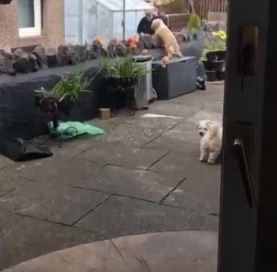 This pupper absolutely adores the old man living next door and will constantly wait at the window to see if he's around