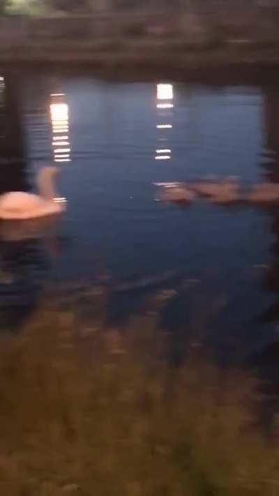 Swans can be exciting