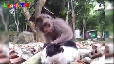 Funniest Monkey Annoying Cat