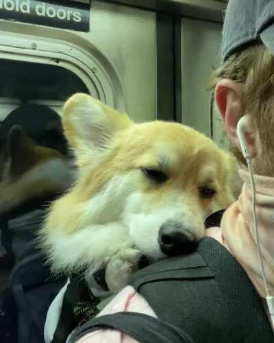 This is how my corgi rides the NYC subway.