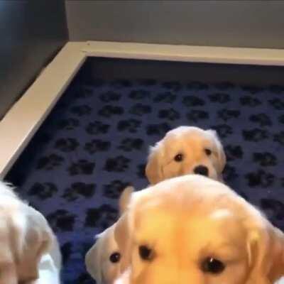 Goldens and cuteness overload